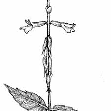 Image result for Fuirena leptostachya