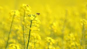 Join now to share and explore tons of collections of awesome wallpapers. Yellow Flowers Wallpaper Nature Wallpapers For Free Download About 4 315 Wallpapers