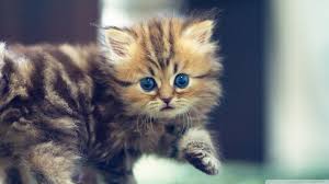 Adorable wallpapers > abstract > 2048 x 1152 wallpapers (35 wallpapers). 47 Cute 2048 By 1152 Wallpaper On Wallpapersafari