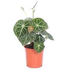 Антуриум кларинервиум / anthurium clarinervium. Buy Anthurium Clarinervium Plant Online India At Plantsguru Com