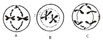 Pembelahan sel diawali dengan profase yaitu menebalnya benang kromatin menjadi kromosom. Biologi Sma Latihan Soal Dan Pembahasan Selesai Bab 28 Reproduksi Sel Wattpad