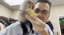 Capuchin Monkey Cody Trains To Be A Bank Teller Counting Money