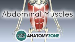 He blames boris johnson's complacency over the delta variant for it taking hold in the uk. Abdominal Muscles Physiopedia