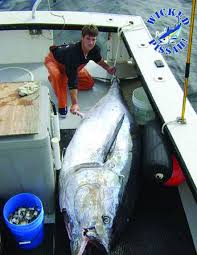 For generations they've used rod and reel to catch the elusive bluefin tuna. Catching Up With Wicked Tuna S Paul Hebert Proptalk