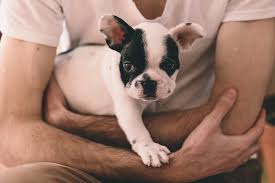 Las razas pequeñas, por lo general duran hasta el doble de años de los que duraría un perro grande. Cuales Son Las Enfermedades En Razas Pequenas De Perros Mas Comunes