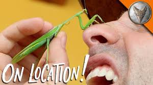 We did not find results for: Mantis Karate Chops My Nose Youtube