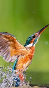 Beautiful Birds In Flight Images Iphone 5 Wallpapers Hd Kingfisher 2 Backgrounds Kingfisher Bird Kingfisher Beautiful Birds