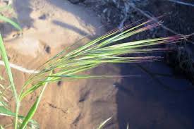 Image result for Bromus diandrus