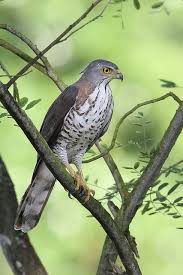 Irish Birds Of Prey Pictures Crested Goshawk Raptors Bird Wild Birds Birds Of Prey