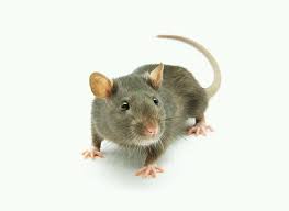 Nak upah pest control, tentu banyak modal yang perlu dikeluarkan. 17 Petua Halau Tikus Taiping D Avangers Official Pages Facebook