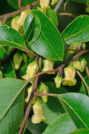 Image result for Diospyros sp. no. 1 sensu FZ