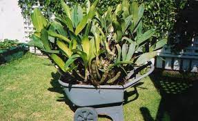 Dendrobium Speciosum The Sydney Rock Orchid Australian Orchid Nursery