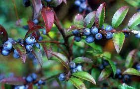 Huckleberries are green when immature and black when mature. Status Planted 9 Evergreen Huckleberry I Have Heard This Referred To As A Must Have For Any Wildli Evergreen Huckleberry Planting Herbs Native Plants