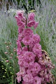 Image result for Delphinium