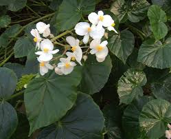 Image result for Begoniaceae