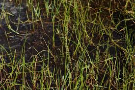 Image result for Juncaginaceae