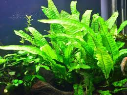 Tanaman aquascape pertama adalah hydriphila difformis. Tanaman Aquascape Untuk Pemula Yang Mudah Perawatannya Bibitbunga Com