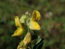 Image result for Crotalaria barkae