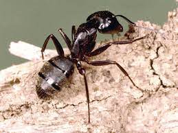 Kit contains professional pest control products to control carpenter ants found inside structures. Pest Control Eugene Is Ready To Serve You Carpenter Ants