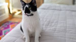 While initially, pollen allergies may pose only a minor inconvenience to your cat, if left untreated they may result similar to humans, cats can develop allergies from inhaled substances, such as pollen. Pork Allergy Caused By Allergies To Cats