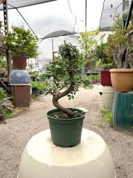 Buy 25cm Chinese Elm Tree in Plastic Grower Pot Online in India