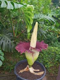 We did not find results for: Pin On Exotic Plants