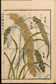 Image result for Setaria italica