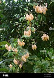 Image result for Cardiospermum grandiflorum