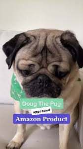 Claire's is also home to your favourite pug stuffed animals like doug the pug! Doug The Pug Dougthepug Official Tiktok Watch Doug The Pug S Newest Tiktok Videos
