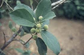 Image result for Ficus exasperata