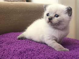 balikesir ici scottish fold blue point yavrulari kedi satis