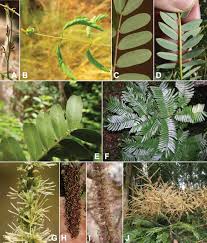 Image result for Gelrebia glandulosopedicellata