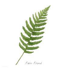 Fern Frond Leaf Isolated On White Background Fern Frond Ferns Plant Drawing