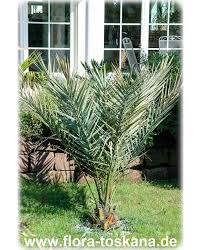 Phoenix phoenix canariensis phoenix dactylifera phoenix robelenii wuchshöhe: Phoenix Dactylifera Echte Dattel Palme Dattel Pflanze Flora Toskana