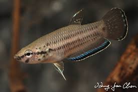 Betta Simplex Seriously Fish Betta Betta Fish Fish