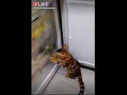 скачать песню мама сшила мне штаны из берёзовой коры Mama Sshila Mne Shtany Iz Berezovoj Kory Youtube