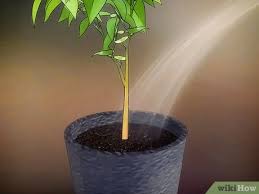 Mulailah menanam pisang di pot yang berukuran 15 cm atau 20 cm, dengan lubang drainase di bagian bawahnya. Cara Menanam Pohon Buah Dalam Pot 10 Langkah Dengan Gambar