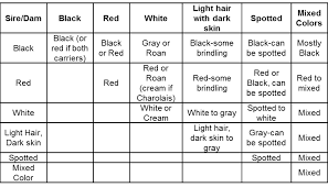 color patterns in crossbred beef cattle beef cattle