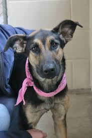 Shelter worker kristene gonzalez says it's common to see the pet population spike in the spring season. Collin County Animal Shelter Offers Adoption Specials News Starlocalmedia Com