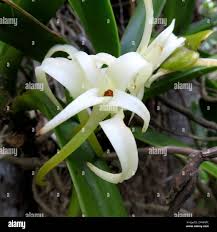 Image result for Cyrtorchis arcuata