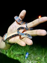 Image result for Hydrops triangularis