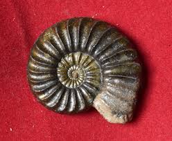 Image result for Pleioceras