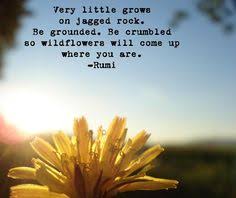 And if y'all have any more fine southern sayings, well, bless yer pea pickin' hearts, just let 'er rip, tater chip, and jot them down in the comments section below. 130 Wildflower Ideas In 2021 Wild Flower Quotes Flower Quotes Quotes