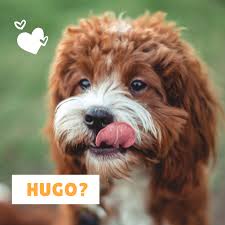 Its fame spread to the. 100 Popular Spanish Dog Names And Meanings Pethelpful By Fellow Animal Lovers And Experts