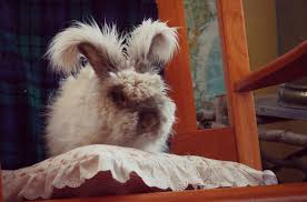 Rabbits are cute, cuddly, and very approachable. English Angora Rabbit Breed Information And Pictures Petguide Com
