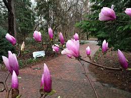 How To Pick A Perfect Tree Lewis Ginter Botanical Garden Lewis Ginter Botanical Garden Magnolia Soulangeana Tree