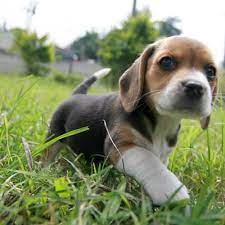 Beagle Magic Cute Beagles Baby Beagle Cute Baby Animals