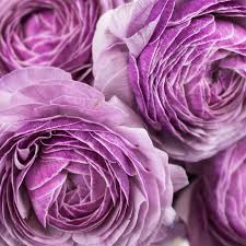 Image result for Ranunculus volkensii