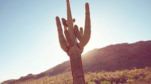 Saguaro cactus to filter toxins and pollutants from the air in your room. Saving A Dying Cactus Phoenix Trim A Tree