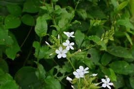 Image result for Plumbago zeylanica